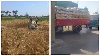 الأشموني: صوامع الشرقية تستقبل 400 ألف طن قمح منذ انطلاق موسم الحصاد 