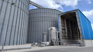 توريد 28 ألف طن قمح محلي لصوامع التموين بالإسكندرية