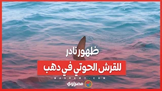 ظهور نادر للقرش الحوتي في دهب .. هل هناك خطر؟