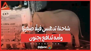 قصة حزن وغضب في ماليزيا .. شاحنة تدهس فيلًا صغيرًا وأمه تدافع بجنون