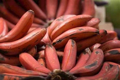 الموز الأحمر.. 5 فوائد يقدمها لصحة قلبك