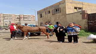 إيداعها جمعية الرفق بالحيوان.. حملة لمصادرة الدواب الهائمة من شوارع بورسعيد - صور