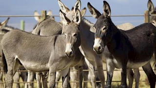 هل فقدت الثروة الحيوانية في مصر 2 مليون حمار بسبب التصدير؟ الخدمات البيطرية تجيب