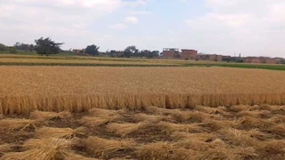 القليوبية تستقبل 8 أطنان قمح في أول أيام التوريد لموسم 2026