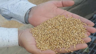 184 ألف طن قمح حصاد الجيزة في موسم 2025