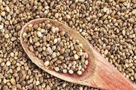 فوائد بذور القنب لصحة الجسم- هل يحقق نتائج فعالة؟