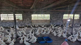 كيف أثرت شائعات فساد الأعلاف على قرية الـ 98 مليون دجاجة في الغربية؟ -صور