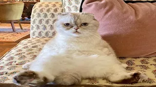 "نجمة شباك".. قطة تجمع 77 مليون جنيه إسترليني وتتفوق على مشاهير