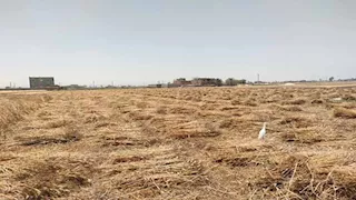 نشرة التوك شو| بشائر حصاد القمح ومبادرة "شمس مصر" ترسم مستقبل الطاقة