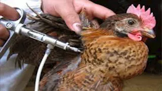 تحصين أكثر من 173 ألف طائر ضد الأمراض الوبائية في كفر الشيخ