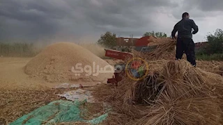   بتر كف عامل أثناء حصاد القمح داخل أرض زراعية بالدقهلية