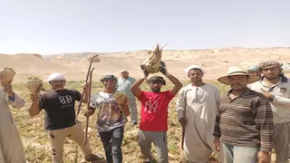 بإنتاجية تصل 35 طنًا للفدان..انطلاق موسم حصاد البنجر بالوادي الجديد