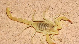 إصابة طالبة بلدغة عقرب خلال امتحانات الدور الثاني بقنا