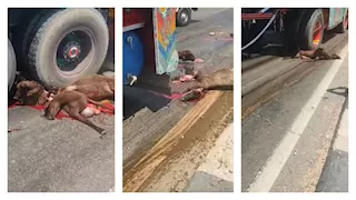 تريلا تدهس قطيعًا من الخراف والماعز على الطريق الدولي في طنطا- فيديو وصور