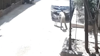 ضبط طفل تحرش بكلب في الشارع بالهرم