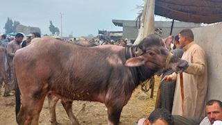 "الخروف" يبدأ من 12 ألف جنيه.. أسعار المواشي مع اقتراب عيد الأضحى