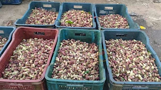 "البيع بالمزاد مش بالكيلو".. قصة قرية مصرية تتحول إلى "مملكة التوت"- فيديو وصور