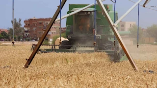 بالزغاريد .. فرحة الفلاحين تزين موسم حصاد القمح في الإسماعيلية - صور