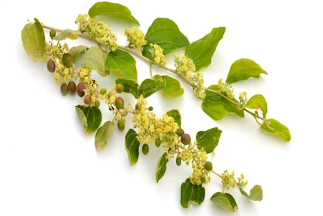 ماذا يحدث لجسمك عند شرب ورق السدر قبل النوم؟