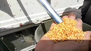 تحقيق 90% من المستهدف.. توريد 440 ألف طن قمح بأسوان 