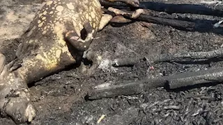 نفوق 25 رأس ماشية في حريق هائل بالمنوفية (صور)