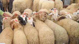 ما حكم صعق الحيوان قبل ذبحه؟.. عالم أزهري يوضح 