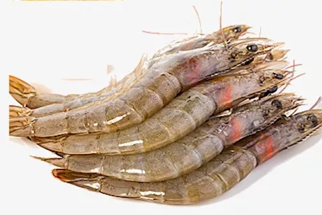 هل يمكن أكل الجمبري نيئًا؟