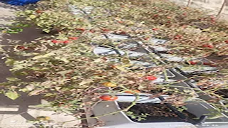 5 صور.. نجاح تجربة زراعة الأسطح بمدينة الأسمرات