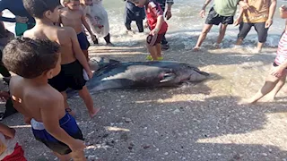 دولفين نافق على شاطئ بورفؤاد يثير تفاعلًا واسعًا