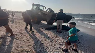 دولفين وسط المصطافين.. ماذا جرى على شاطئ بورفؤاد في بورسعيد؟ - صور