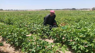 لأول مرة.. نجاح زراعة القطن في صحراء جنوب سيناء بجودة عالية