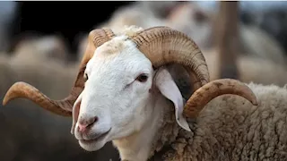 "عشان ميضحكش عليك.. 4 علامات تدل أن أضحية العيد مصابة بأمراض خطيرة