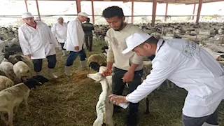 وزير الزراعة يتابع البعثة البيطرية للإشراف على الأضاحي بالسعودية