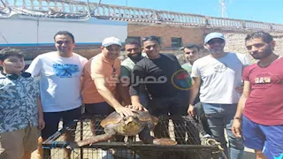 "مارفل" تعود للبحر.. إنقاذ سلحفاة نادرة مهددة بالانقراض في الإسكندرية- فيديو وصور