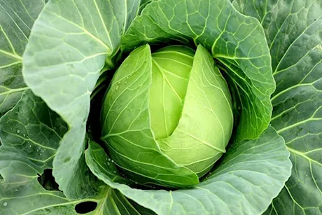 لا تتجاهل الكرنب.. هذه فوائده للقلب  