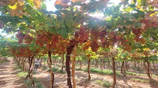 العناقيد تتدلى من الأشجار.. فرحة مزارعي جنوب سيناء بموسم جني العنب