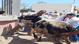 الزراعة: 241 قافلة بيطرية مجانية لدعم صغار المربين في 238 قرية