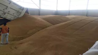 سوهاج تتخطى المستهدف من توريد القمح وتستقبل 181 ألف طن