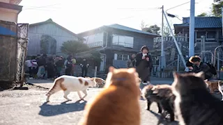 أغرب مكان في العالم.. جزيرة أغلب سكانها من القطط