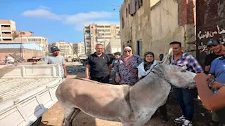 يهددان الصحة العامة.. حي الضواحي في بورسعيد يتحفظ على حمارين (صور) 