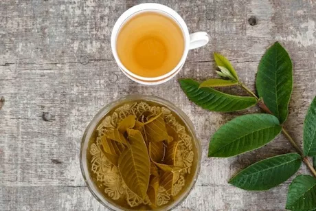 هل شاي أوراق الجوافة يقي من الإصابة بالأورام؟ طبيب يُجيب