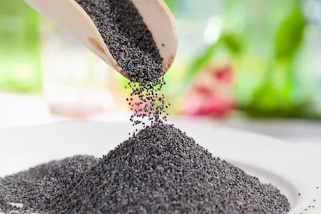 من بينها تعزيز صحة القلب.. فوائد متعددة لبذور الخشخاش للصحة