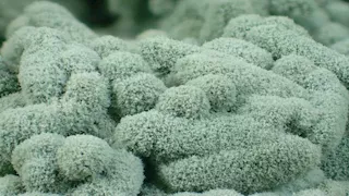 نوع جديد.. 8 معلومات عن الفطر "Trichoderma egyptiacum" المكتشف في مصر