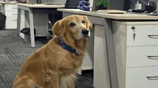 "بيفرح الموظفين".. قصة كلب "مسؤول السعادة" في شركة هندية