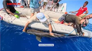 مصر تلاحق "القرش الغامض" في البحر الأحمر بالأقمار الصناعية