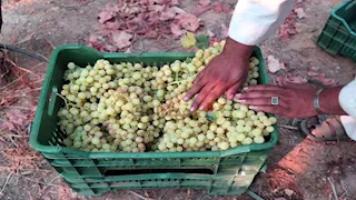 وقود للحقول وقرابين للطرق.. العمالة الزراعية بالبحيرة "رحلة بلا عودة"