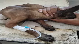 محافظ الإسماعيلية يتابع جهود مديرية الطب البيطري بالمحافظة