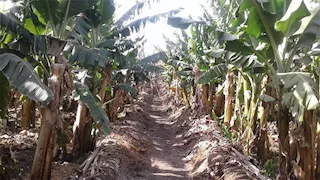 بسبب الميراث.. قتل عمه في زراعات الموز بقنا