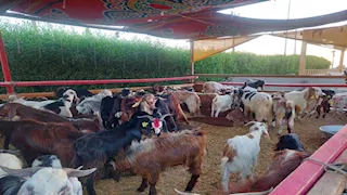 البرقي بيرمي لحم والشامي أحمر صافي.. أنواع وأسعار الأضاحي بجنوب سيناء