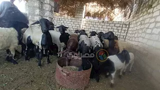 الإفتاء توضح حكم اشتراك غير المسلم في الأضحية الكبيرة.. هل يجوز شرعًا؟